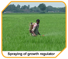 spraying of growth regulator